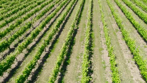 Viñedos-Región-Vinícola-Campo-De-Viñedos-Uvas-Vid-En-Una-Plantación-Vista-Aérea