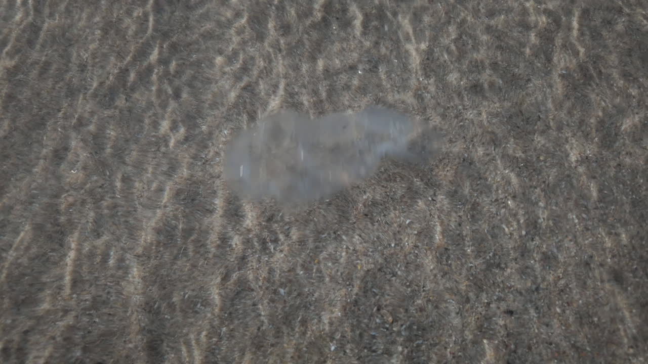 Close up of a transparent jellyfish floating in shallow clear water with sunlight reflections