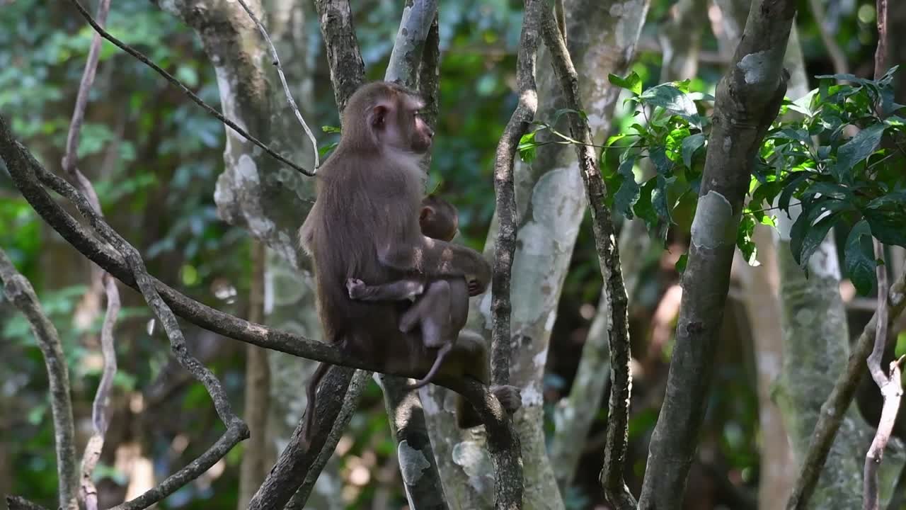 el macaco de cola de cerdo del norte es un primate que se encuentra comúnmente en el parque nacional de khao yai, aunque es una especie vulnerable