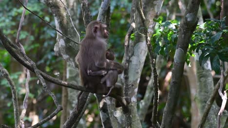 Der-Nördliche-Schweinsschwanzmakake-Ist-Ein-Primat,-Der-Häufig-Im-Khao-Yai-Nationalpark-Vorkommt,-Obwohl-Er-Eine-Gefährdete-Art-Ist