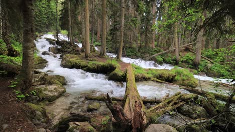 Río-De-Montaña-En-El-Bosque.-Hermoso-Paisaje-De-Vida-Silvestre.