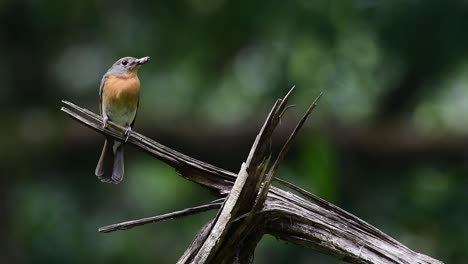 Seen-from-its-front-with-food-in-its-mouth-ready-to-deliver,-Hill-Blue-Flycatcher-Cyornis-whitei,-Thailand