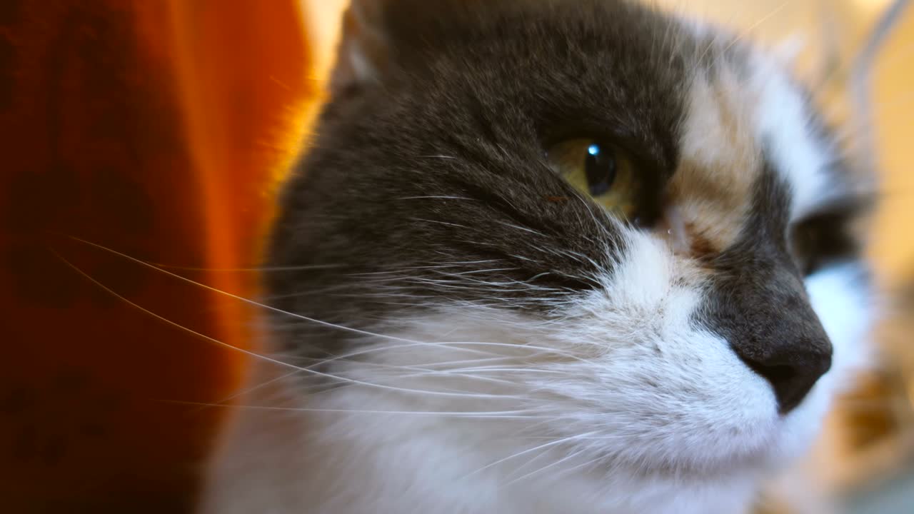 귀여운 집안의 은 고양이의 근접