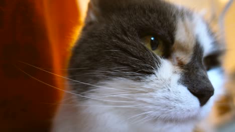 un primer plano de un lindo gato doméstico viejo