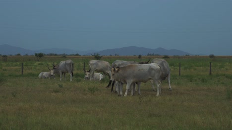 famosas vacas maremma blancas están pacíficamente de pie sobre la hierba en italia