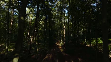 slow aerial flying through dense shaded forest trees