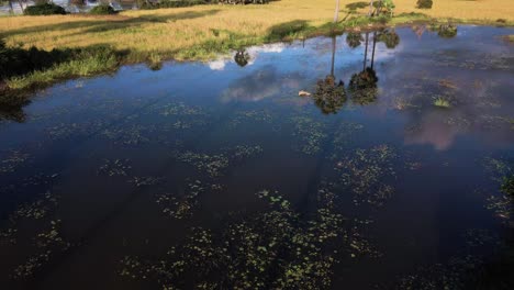 Reflection-in-still-pond-with-water-foliage