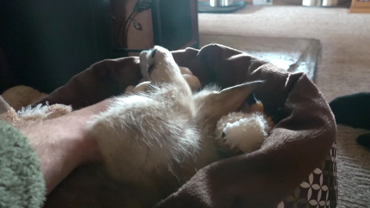 그가 장난감을 가지고 노는 동안 사랑스러운 아기 회색 늑대를 쓰다듬어