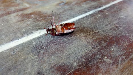 Beetle-on-back-uses-wings-to-turn-over,-struggling-insect-makes-effort