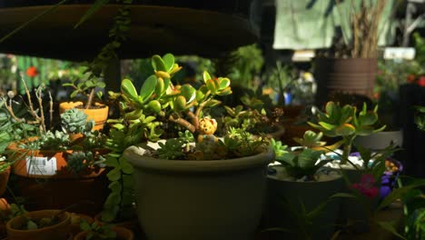 flowerpot of jade plant - succulent plant - crassula ovata in the plant nursery - australia