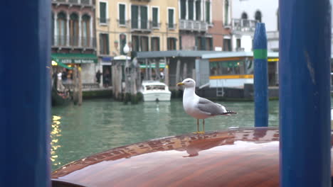 a bird perched on the roof of a boat parked at a dock in the water, in the venice canal