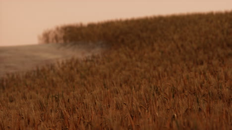 Gold-Wheat-Field-at-Sunset-Landscape