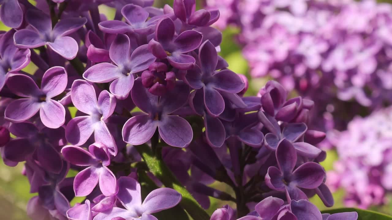 Violet flowers of lilac swing on gentle breeze, close up