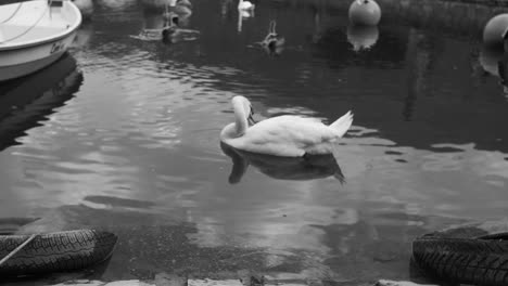 black and white scene of swans gliding on the water surface at lake walensee, switzerland, showcasing a serene and elegant moment