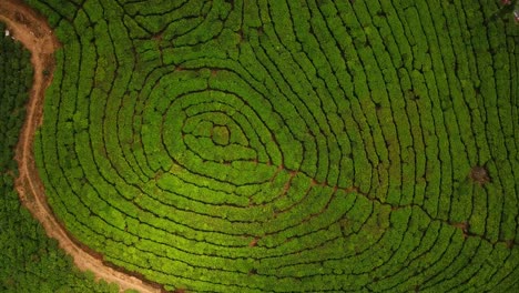 plantación de té verde en las tierras altas de la india en las colinas de munnar como un trabajo rural para las trabajadoras laborales cosechan este producto agrícola en la vista aérea de los pájaros