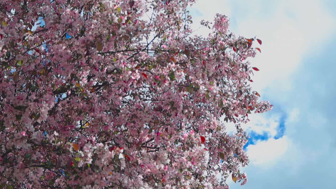 Gorgeous bottom up view of pink and red colored apple tree or cherry tree petals blossoming during a sunny day in spring while white clouds and blue sky is in the background. Branches move in wind.
