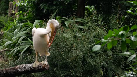 pelicano salvaje en el zoológico de singapur