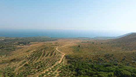 coastal hillside landscape with olive grove