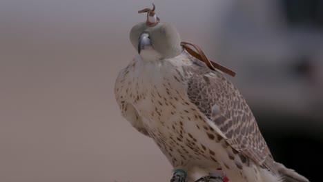 Falcon-with-hood-perched-in-desert-setting,-detailed-close-up,-calm-demeanor