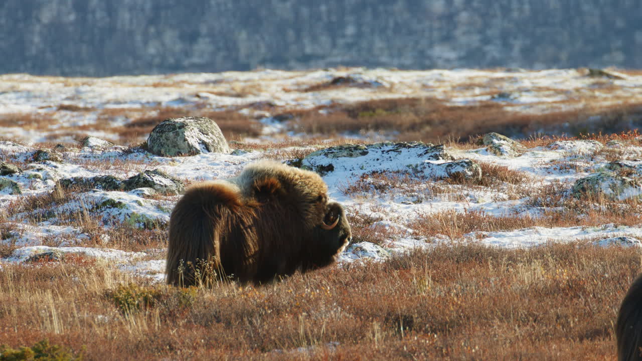 Majestic Musk Ox in Arctic Wind and Golden Light of Northern Norway