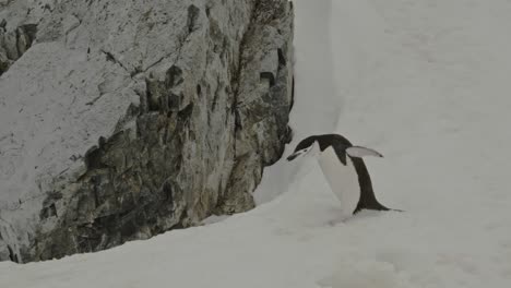 Clumsy-funny-penguin-walks-over-snow-and-ice-and-falls,-Antarctica