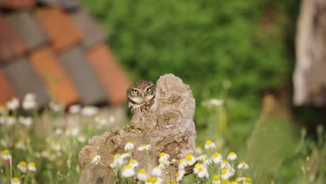 Fliegende-Eule-Landet-Auf-Baumstumpf,-Statische-Nahaufnahme