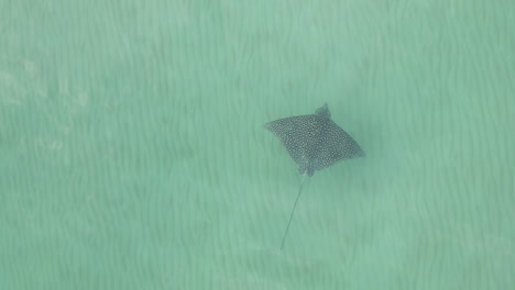 spotted eagle ray flies through shallow green water over sandy bottom