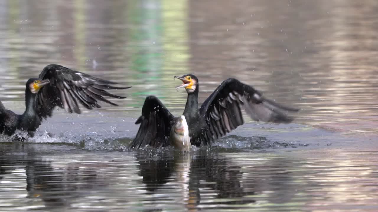 dos cormoranes peleando por un pez grande en el lago taudaha en nepal en cámara lenta