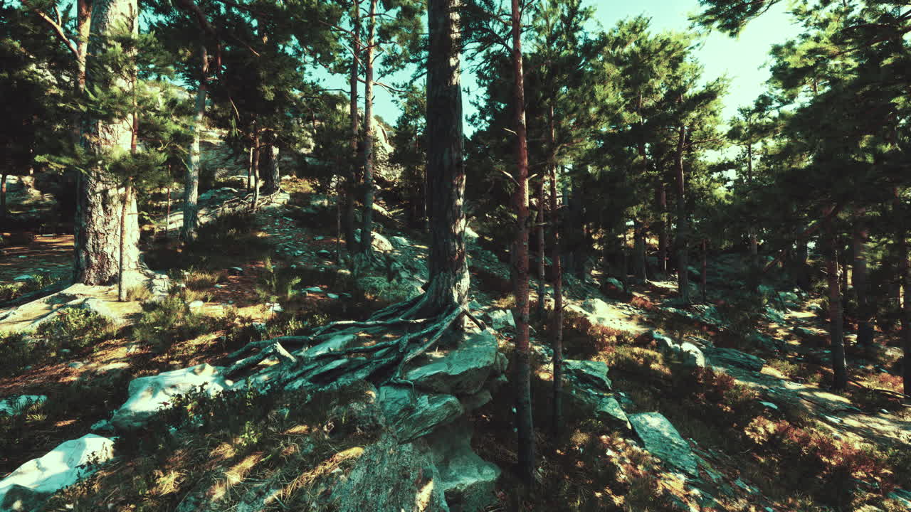 Paisaje de bosque de pinos