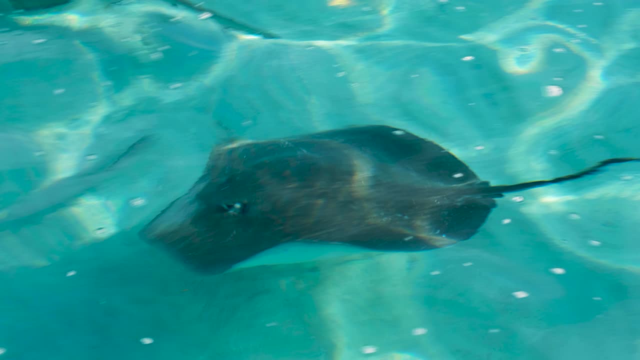 Close up of big stingray swimming in crystal clear ocean water on sandbar in Moorea Island, French Polynesia in South Pacific