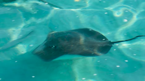 close up of big stingray swimming in crystal clear ocean water on sandbar in moorea island, french polynesia in south pacific
