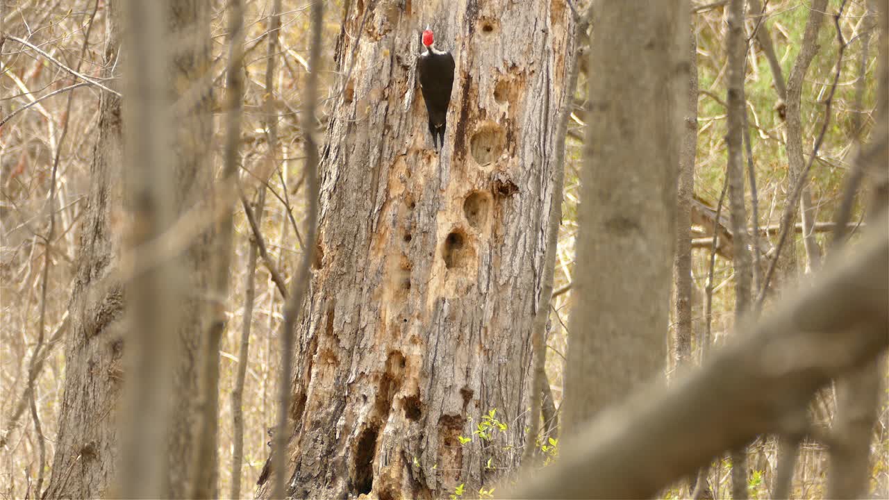 pájaro carpintero de cabeza roja trepando un árbol