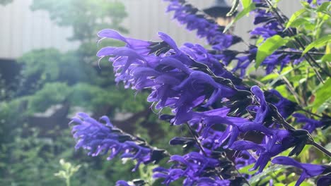 vibrant purple flowers bloom in the sunlight, showcasing nature's beauty