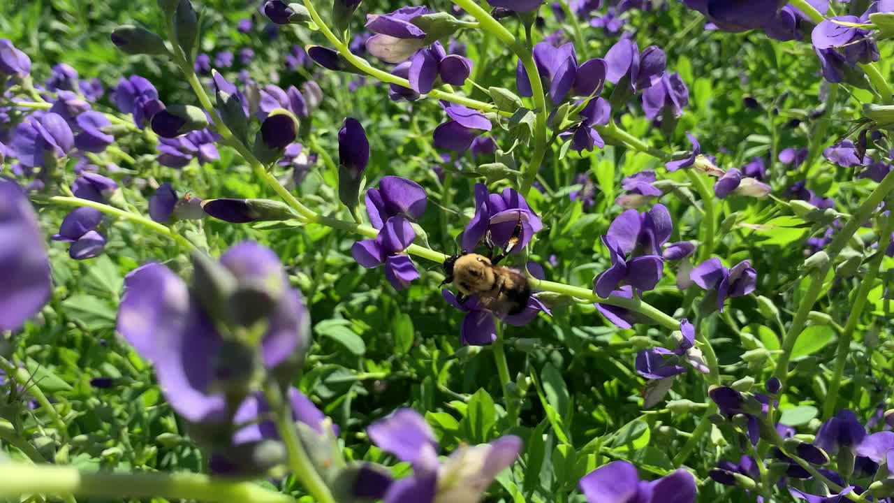 abejorro en baptisia índigo salvaje