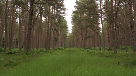 a calming scene of a clearing in a pine forest