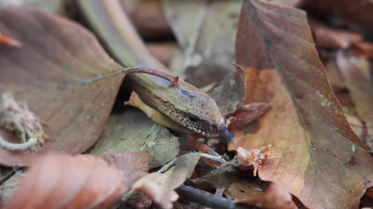 A captivating moment as a slow worm moves silently, slithering through a bed of brown leaves on the forest floor. Thrilling macro closeup of snake like lizard