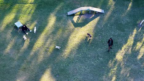 drone footage captures people and dogs interacting in a grassy dog park during golden hour, with long shadows and visible agility equipment