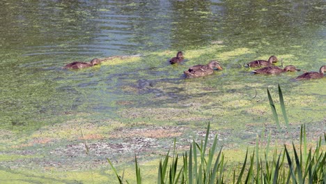 mallard duck and her adolescent ducklings feed on algae in green marsh