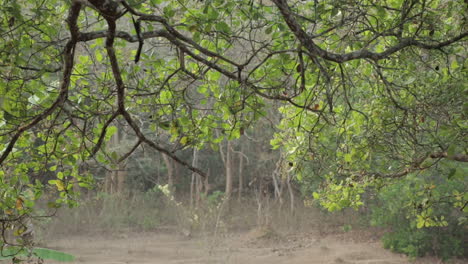 Under-beautiful-leafy-tree.-Bucolic-scene.-Static