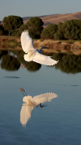 graceful egret in flight over reflective water