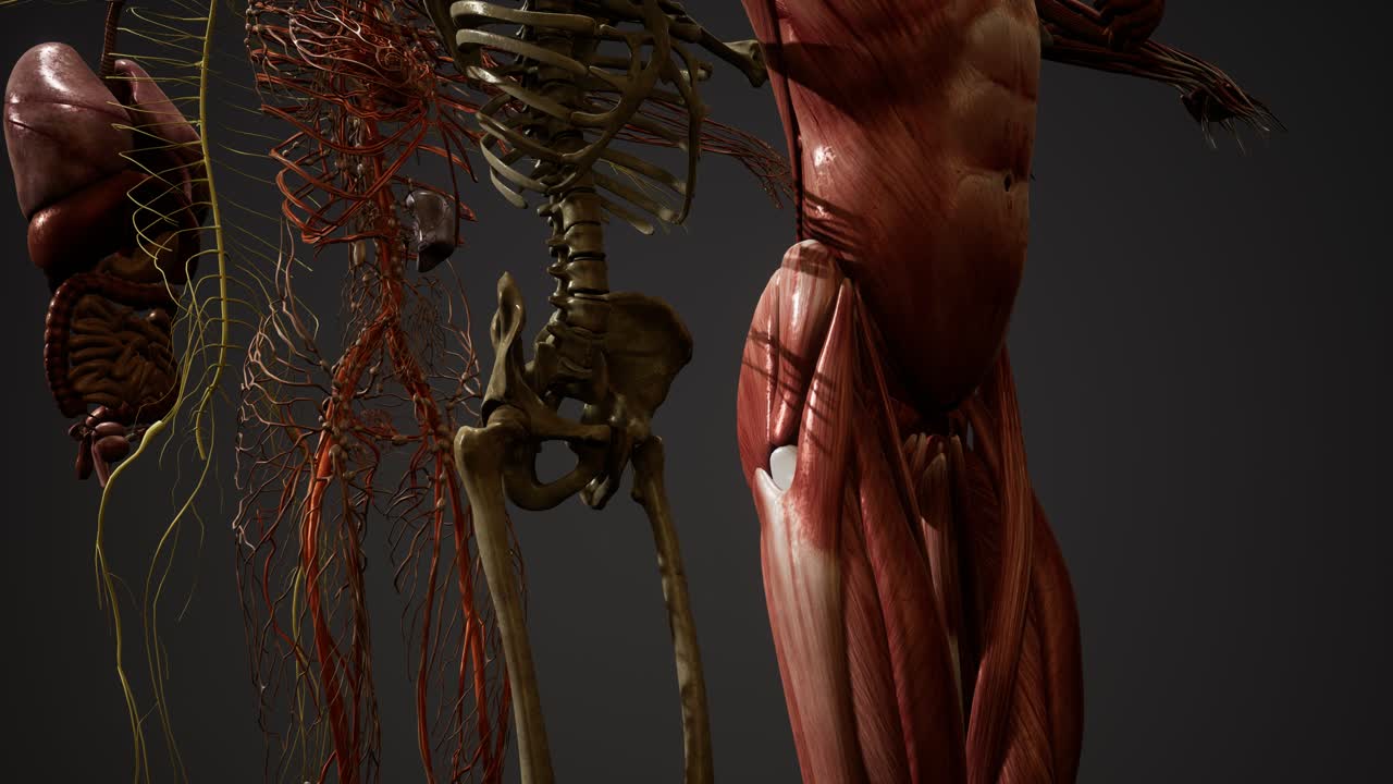 ilustración animada de la anatomía humana en 3d