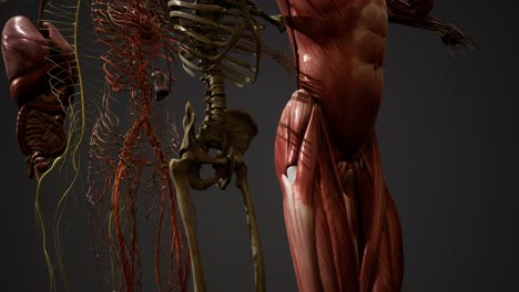 ilustración animada de la anatomía humana en 3d