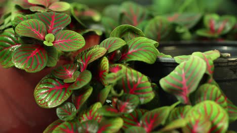zoom out movimiento de la cámara con una vista más cercana de una planta roja de burbuja de fittonia
