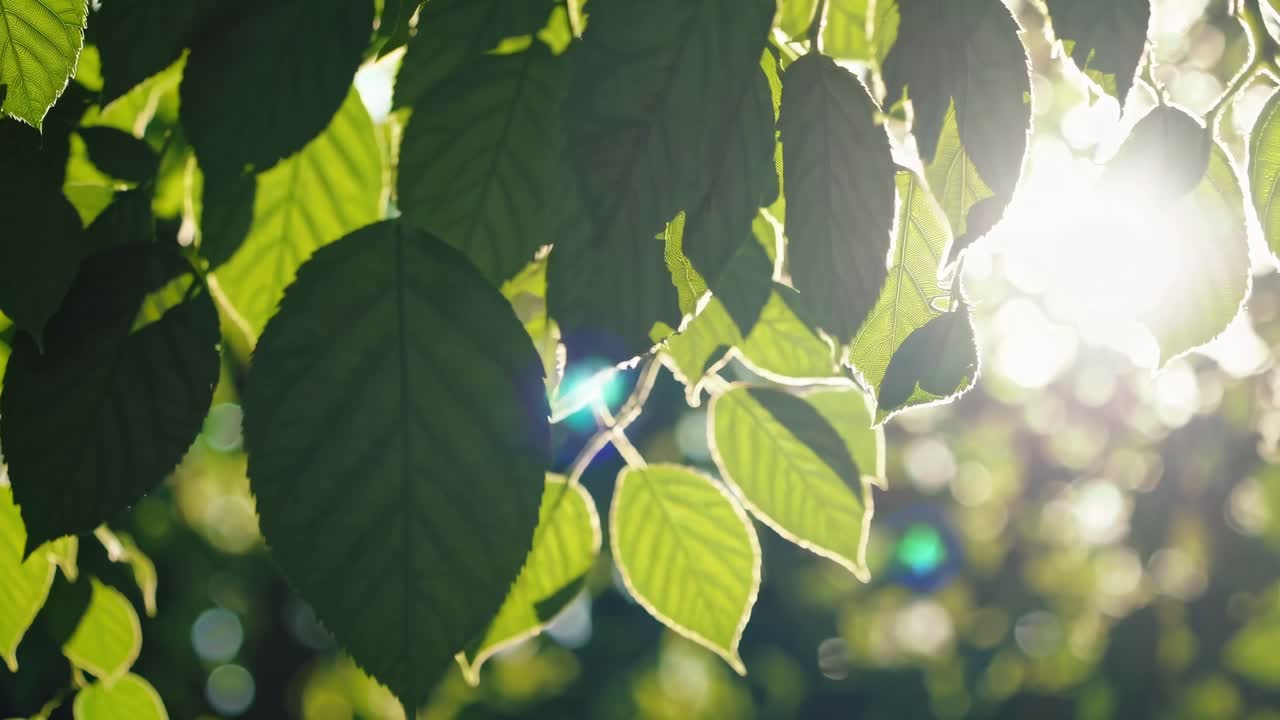 Close-up video of sunlit green leaves with a backlit angle, highlighting texture and veins