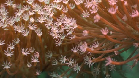 White-flower-corals-super-close-up-macro-shot-on-coral-reef