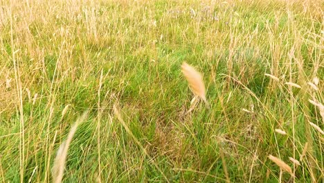 lush green grass with wildflowers in bloom