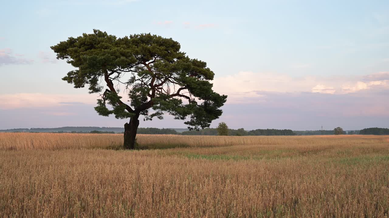 oak tree in the middle of rye wheat organic field farm plantation at sunset established