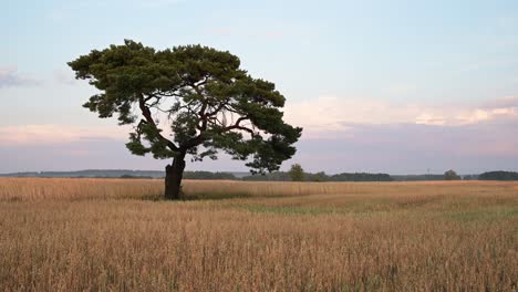 oak tree in the middle of rye wheat organic field farm plantation at sunset established