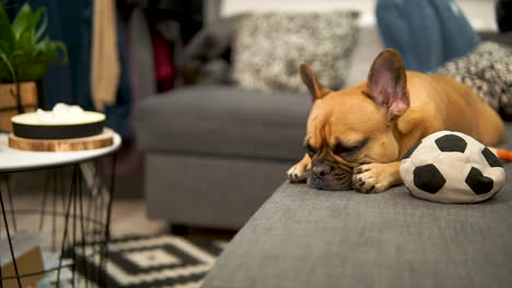 Schläfriger-Hund,-Der-Sich-Auf-Die-Couch-Legt