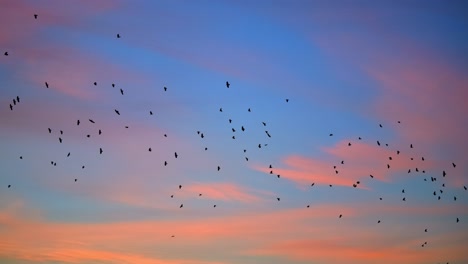 Schwarm-Schwarzer-Vögel-Als-Silhouette-Vor-Einem-Wunderschönen,-Lebendigen-Sonnenuntergangshimmel